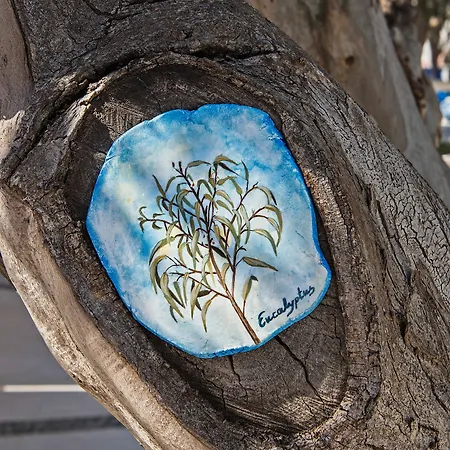 Eucalyptus Messaria (Santorini)